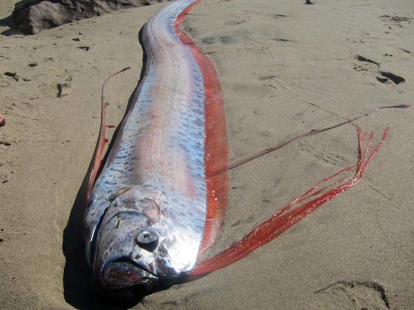 墨西哥巨型怪獸魚 :　墨西哥海灘驚現巨型「怪獸魚」　馬臉、帶狀身軀嚇壞眾人