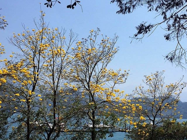 黃金風鈴木 (2)