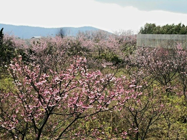 7平菁街42巷櫻花即將開放