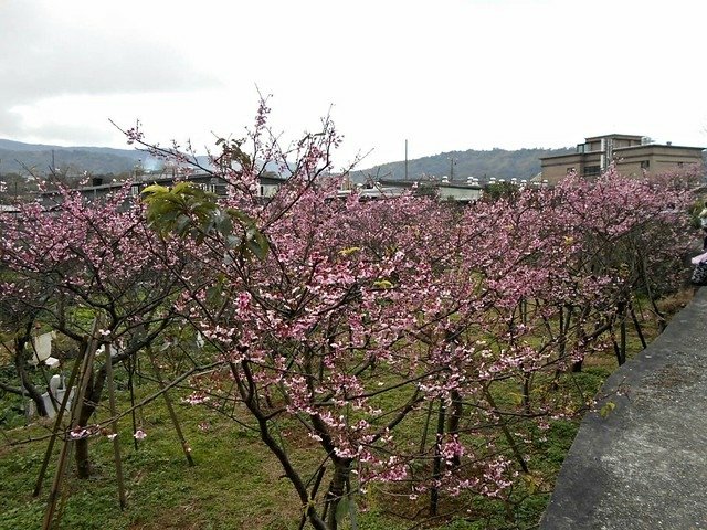 5平菁街42巷櫻花即將開放