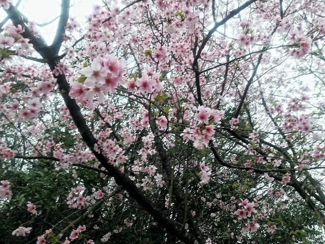 菁山路]松園 (9)