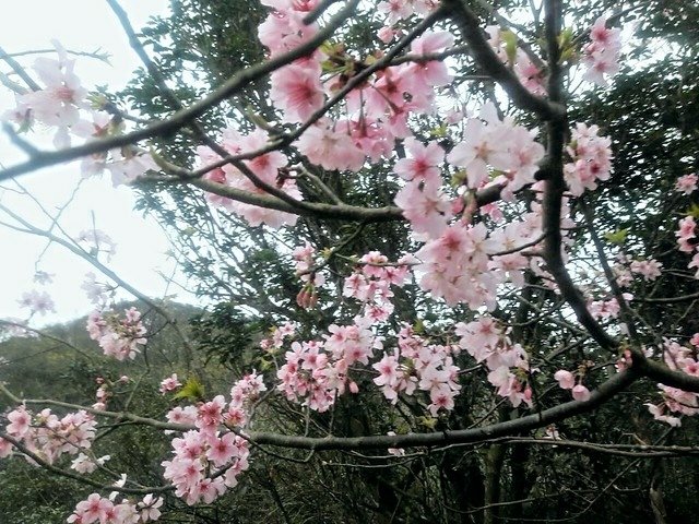 菁山路]松園 (10)