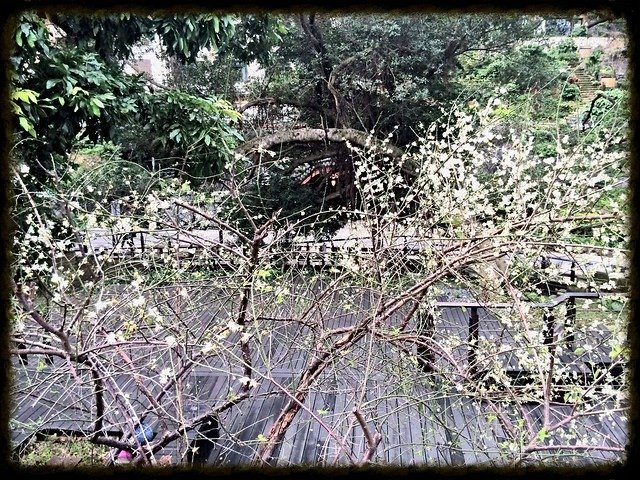 于右任梅園