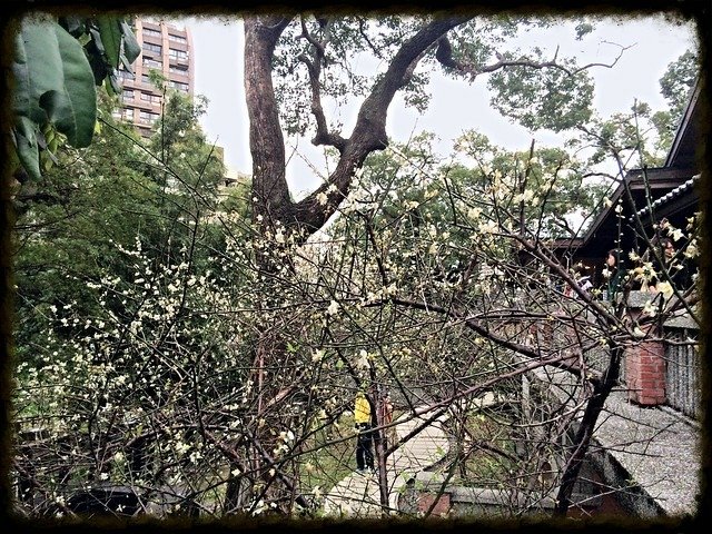 于右任梅園