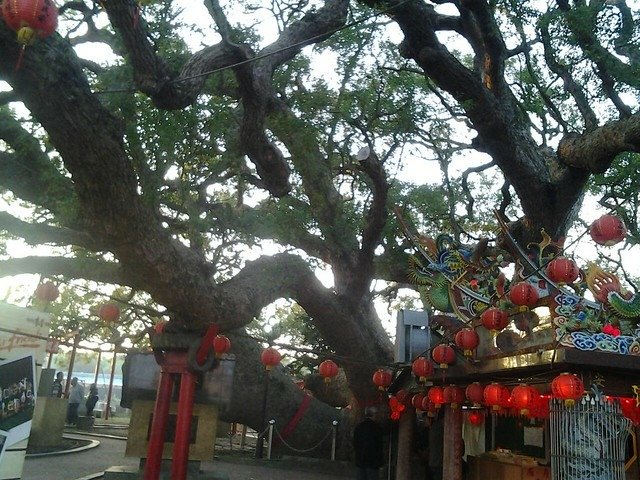 7089月眉樟樹公