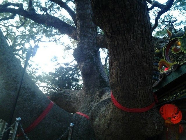 7087月眉樟樹公
