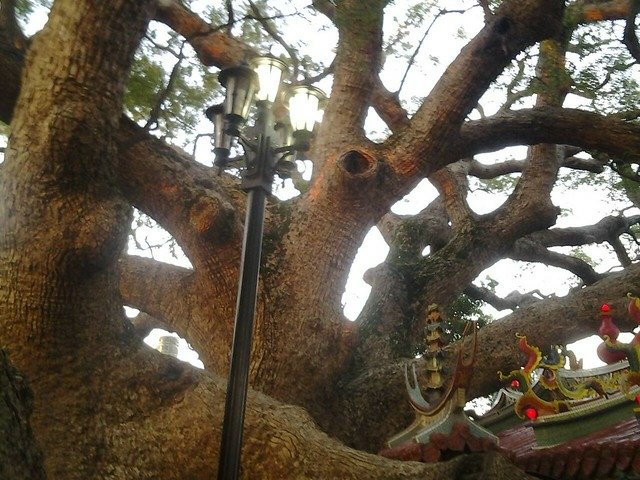 7096月眉樟樹公