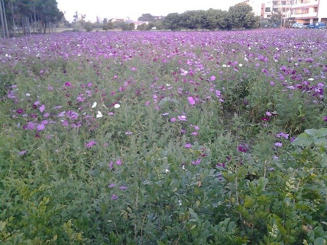 7098月眉樟樹公