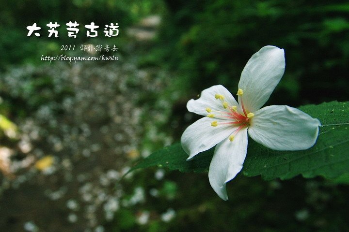 大艽芎古道桐花