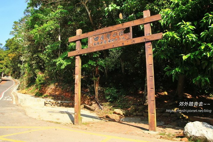 四月雪小徑，通往慈濟茶園，三義最知名賞桐景點