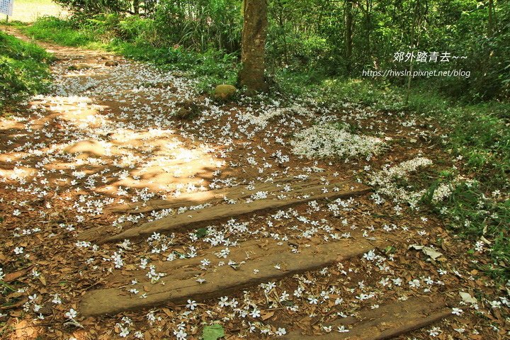 四月雪小徑繁花落桐似雨勝雪