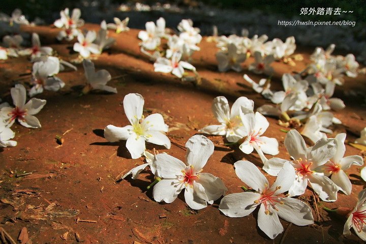 挑炭古道桐花