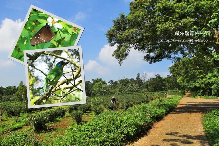 四月雪小徑終點是慈濟茶園，巧遇五色鳥，只拍到端紫斑蝶(異紋紫斑蝶)