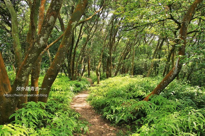 五月雪小徑為了燒製木炭遍植相思木，也有杜英、楠木、油桐樹