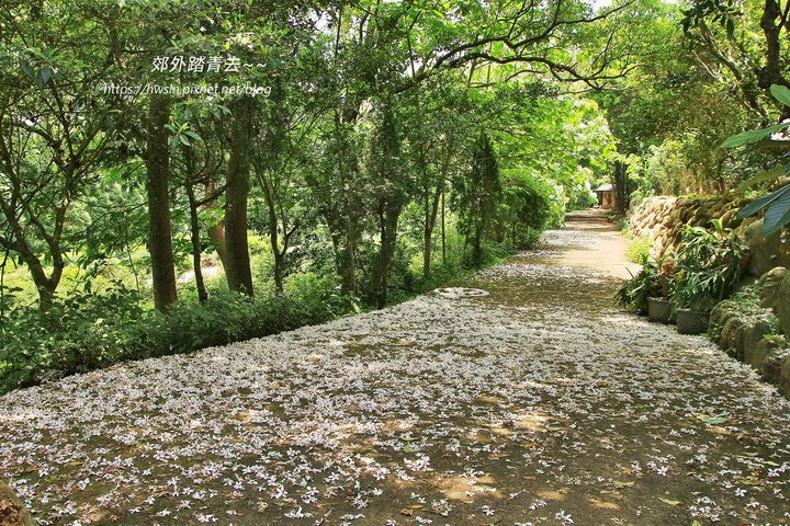 石坑峎的落桐成堆，形成白色花毯