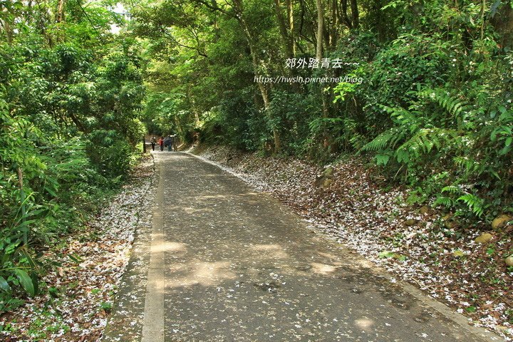 三義桐花走廊，滿地白花讓人心曠神怡