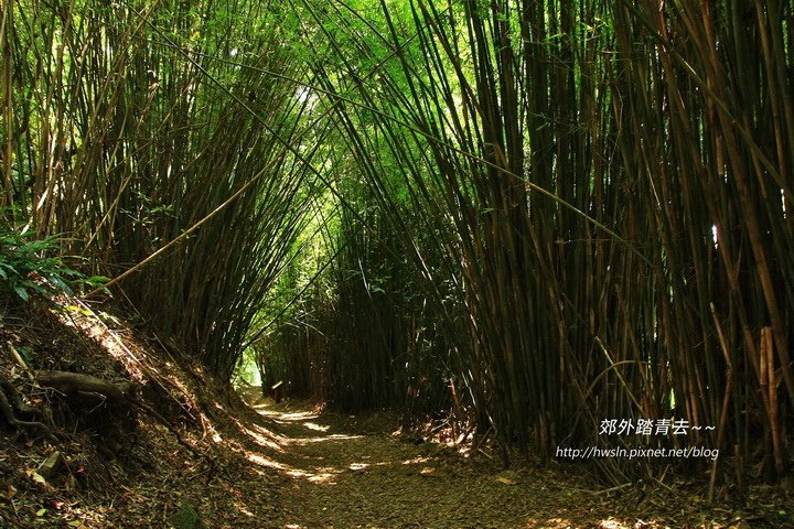 橫嶺古道竹林隧道，嵐山竹林小徑既視感