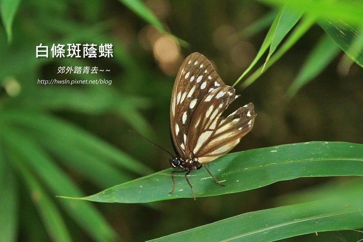 白條斑蔭蝶(台灣斑眼蝶) 