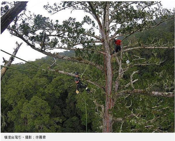 台灣杉三姊妹-70公尺高「撞到月亮的樹」台灣杉巨木「桃山神木