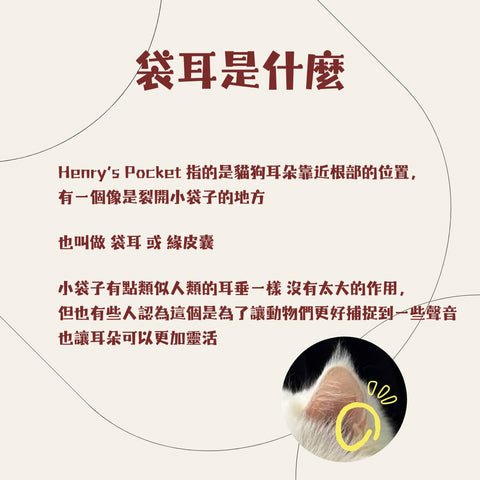 貓耳袋：又叫亨利氏袋（Henry’s Pocket），獨特嘅