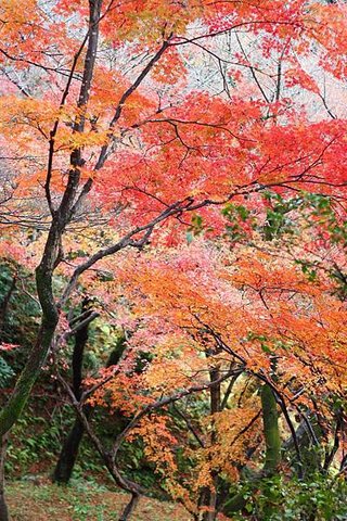 日本自助行│京都景點推薦~超簡易交通、路線介紹~開始排行程吧
