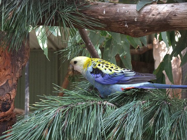 Featherdale Wildlife Park