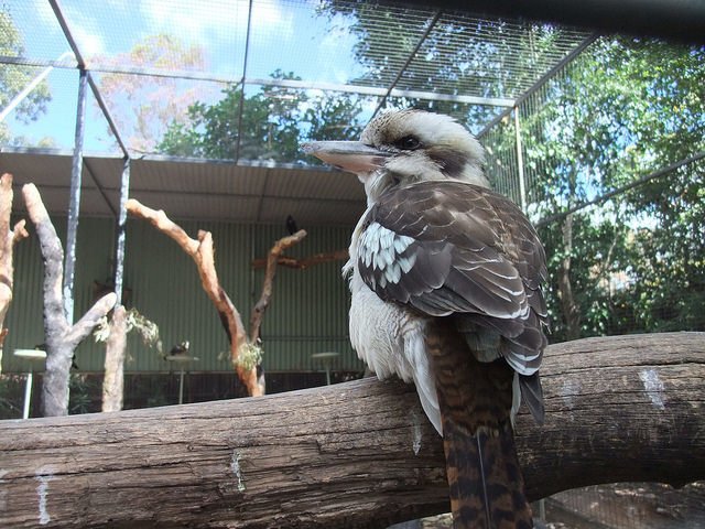 Featherdale Wildlife Park