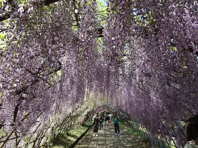 河內藤園