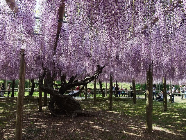 河內藤園