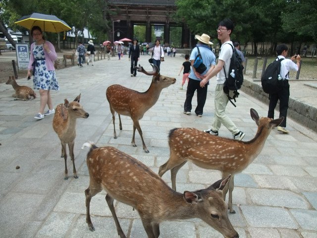 奈良東大寺