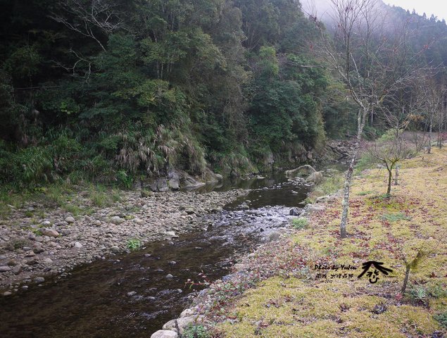 17水樣森林