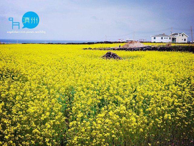 牛島油菜花-1.jpg