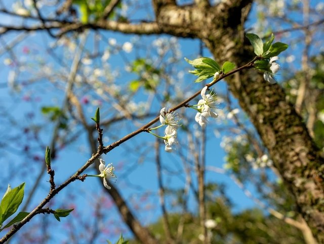 陽明山溫泉美食餐廳 絹絲谷SPA休閒會館 賞花+泡湯+戶外美