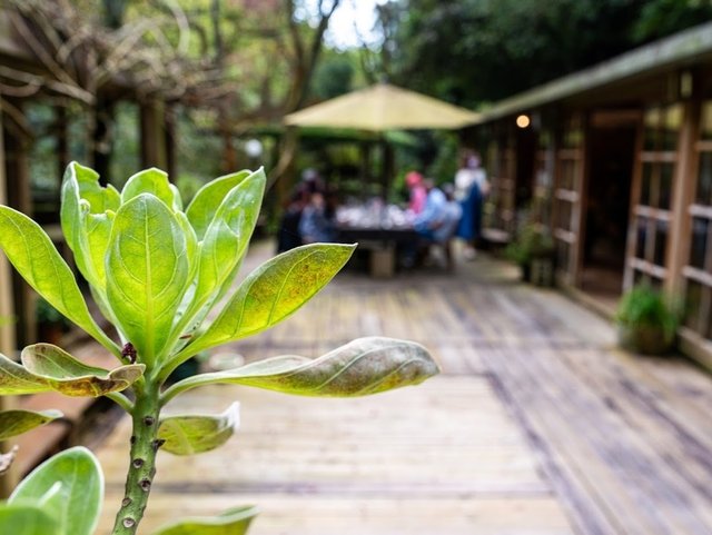 陽明山溫泉美食餐廳 絹絲谷SPA休閒會館 賞花+泡湯+戶外美