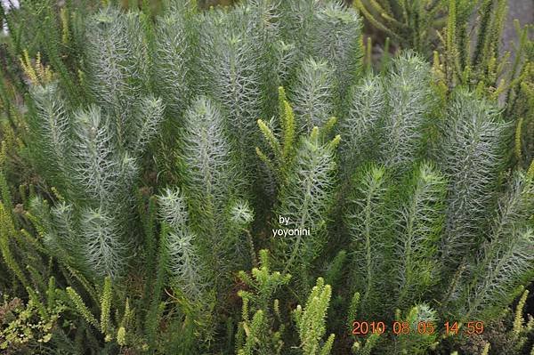 植物一種DSC_0271-1.JPG