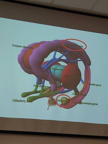 情緒與壓力管理 - 肉鬆內訓課程筆記