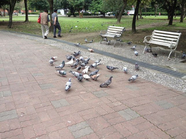 吃完了在4號公園散散步，感覺自己好像身輕如鴿了呢！