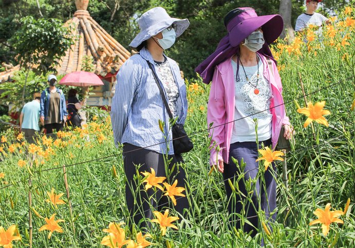 惠的最愛網路攝影教學~虎山巖金針花海(114更新)