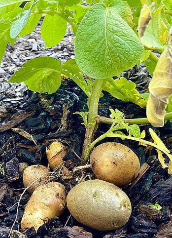 馬鈴薯(Potato)的成長