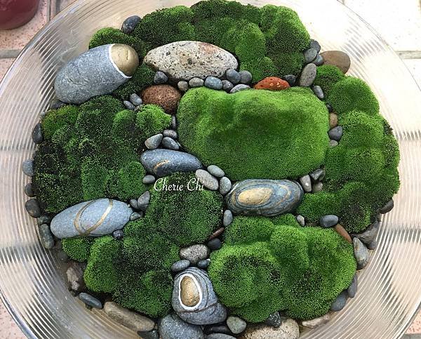 Moss Queen 青苔界的皇后-我的真蘚Bryum ar