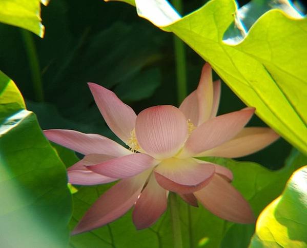 pin蓮花