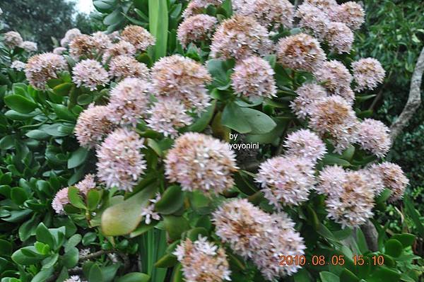 是花是植物不得而知DSC_0283-1.JPG