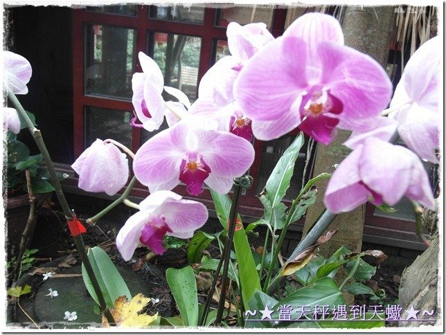 SAM_9957
