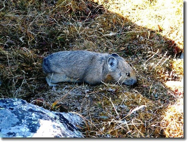 Pika