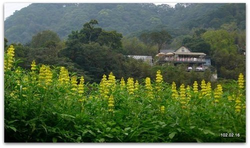 新北文山 貓空賞魯冰花.杏花