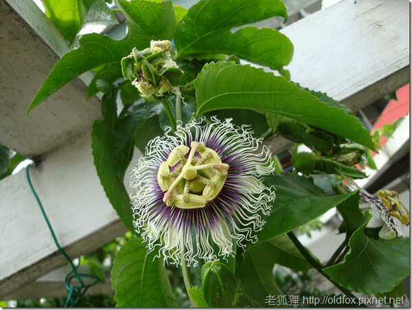 百香果花