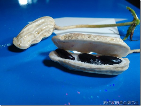 60天。黑金剛花生果仁
