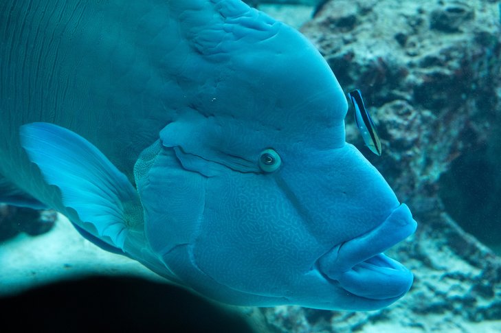 【遊記】日本。2024.10沖繩，第4天，先在美麗海水族館再