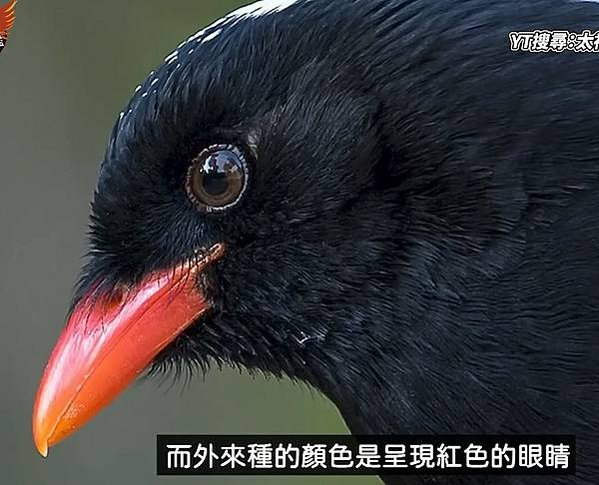 台灣藍鵲已經開始變種、變醜，看來中國藍鵲外來種的大量入侵台灣