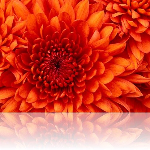 Chrysanthemum